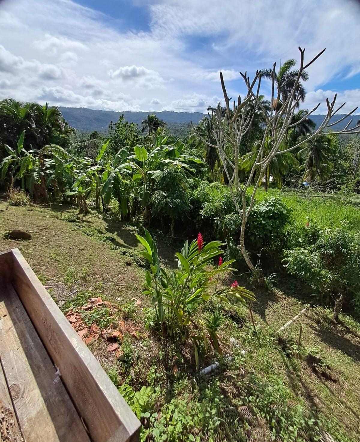 Twentieth image of 1 Free Hill Rd,roslyn Pen in Free Hill, St. Mary, Jamaica - property is For Sale