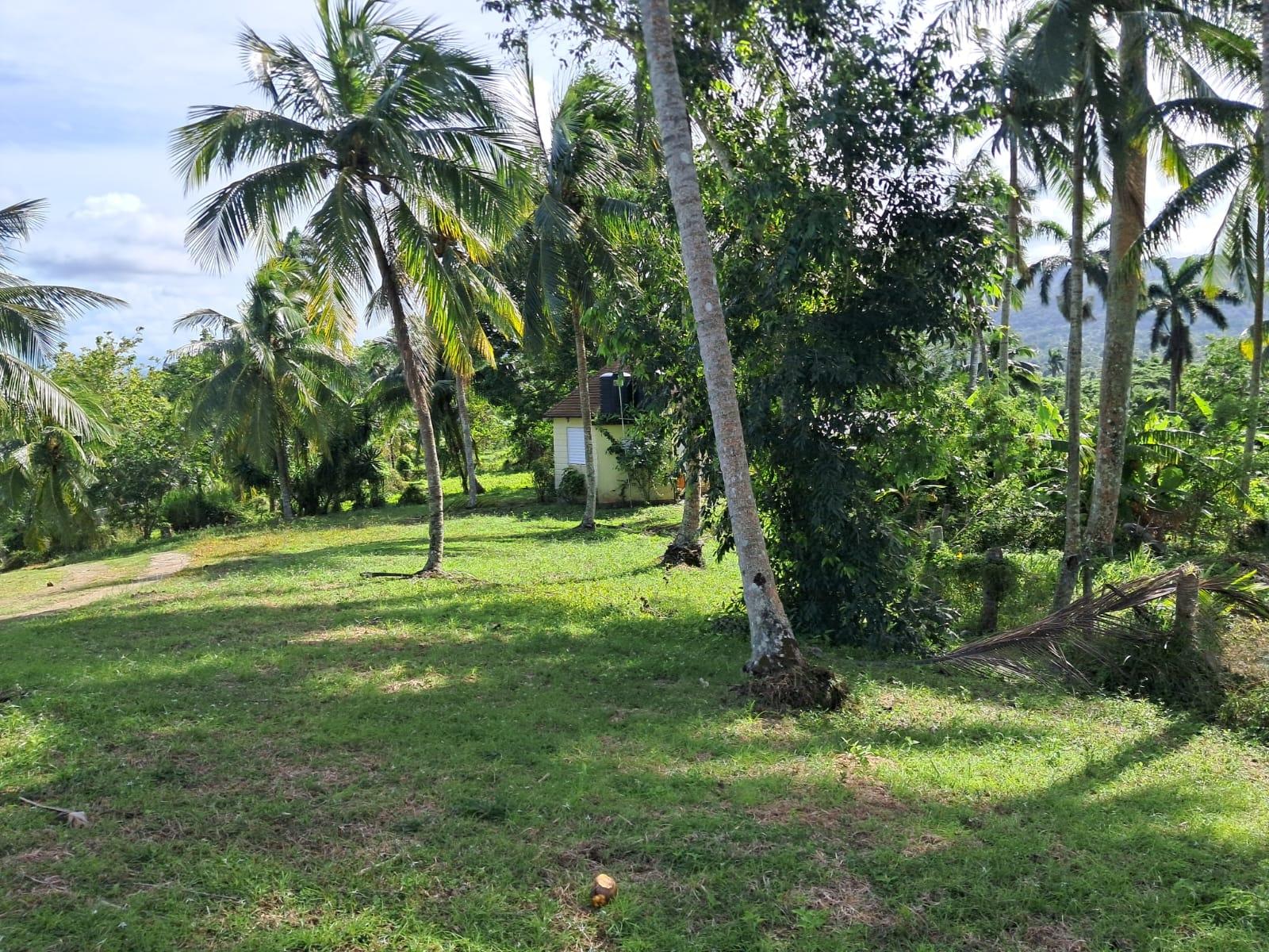 Twenty-Third image of 1 Free Hill Rd,roslyn Pen in Free Hill, St. Mary, Jamaica - property is For Sale