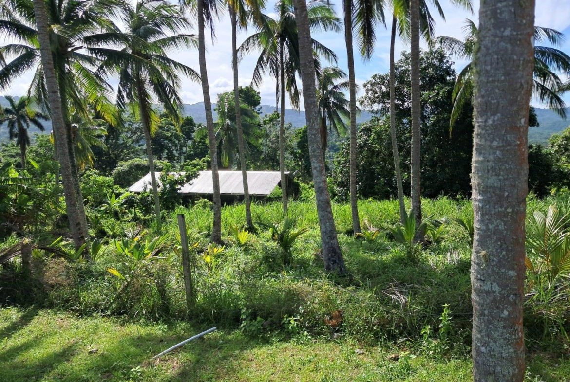 Twenty-Fourth image of 1 Free Hill Rd,roslyn Pen in Free Hill, St. Mary, Jamaica - property is For Sale