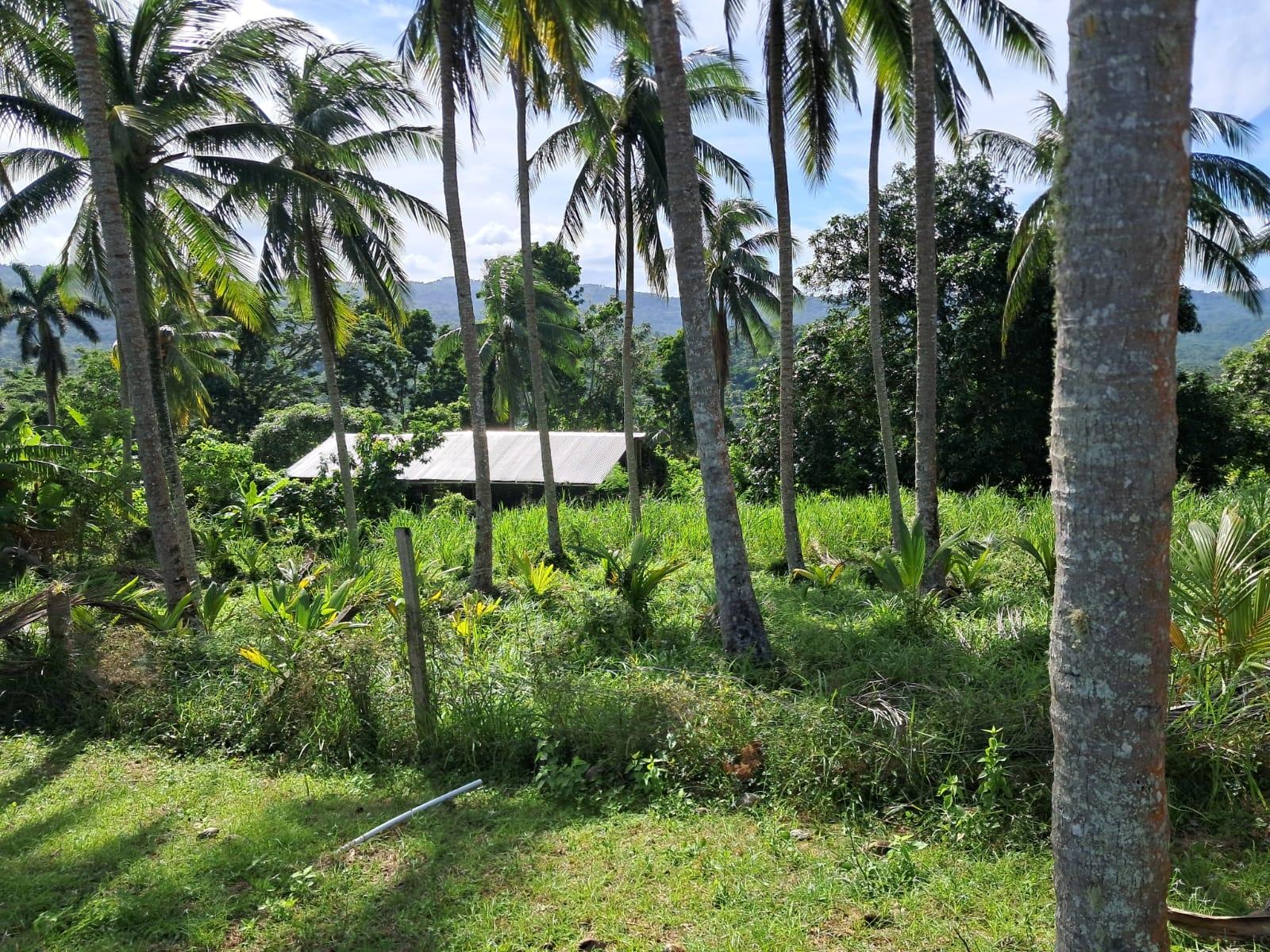 Twenty-Fourth image of 1 Free Hill Rd,roslyn Pen in Free Hill, St. Mary, Jamaica - property is For Sale