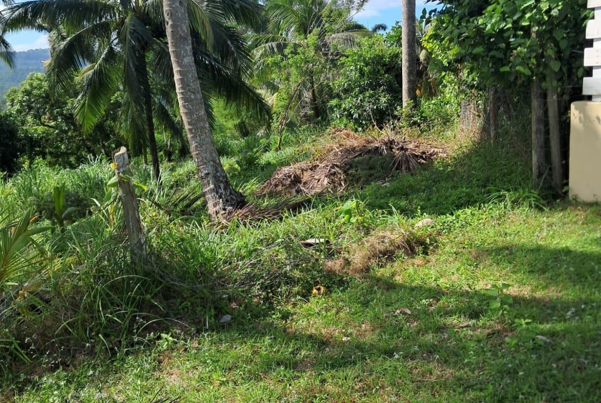 Twenty-Fifth image of 1 Free Hill Rd,roslyn Pen in Free Hill, St. Mary, Jamaica - property is For Sale