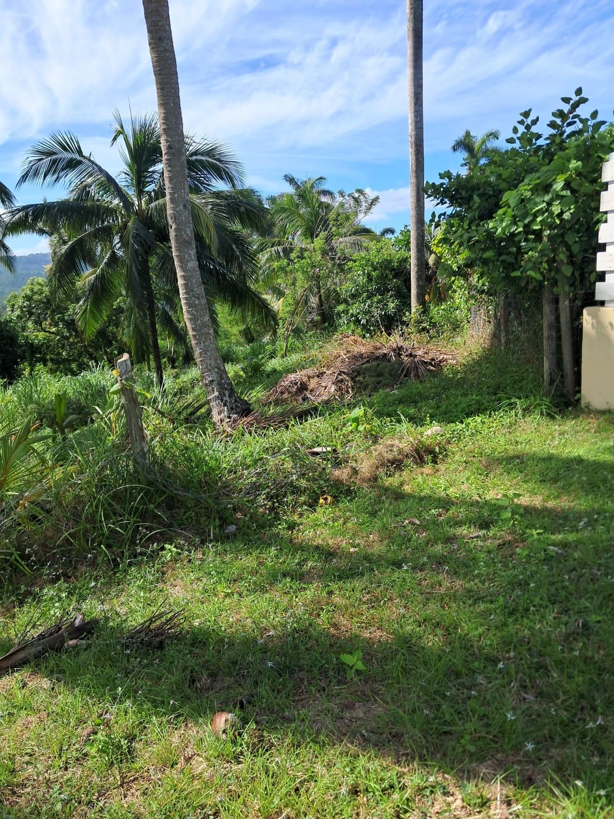 Twenty-Fifth image of 1 Free Hill Rd,roslyn Pen in Free Hill, St. Mary, Jamaica - property is For Sale