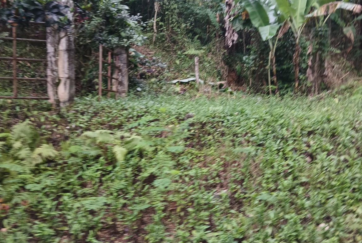 Second image of Ulster Spring in Ulster Spring, Trelawny, Jamaica - property is For Sale