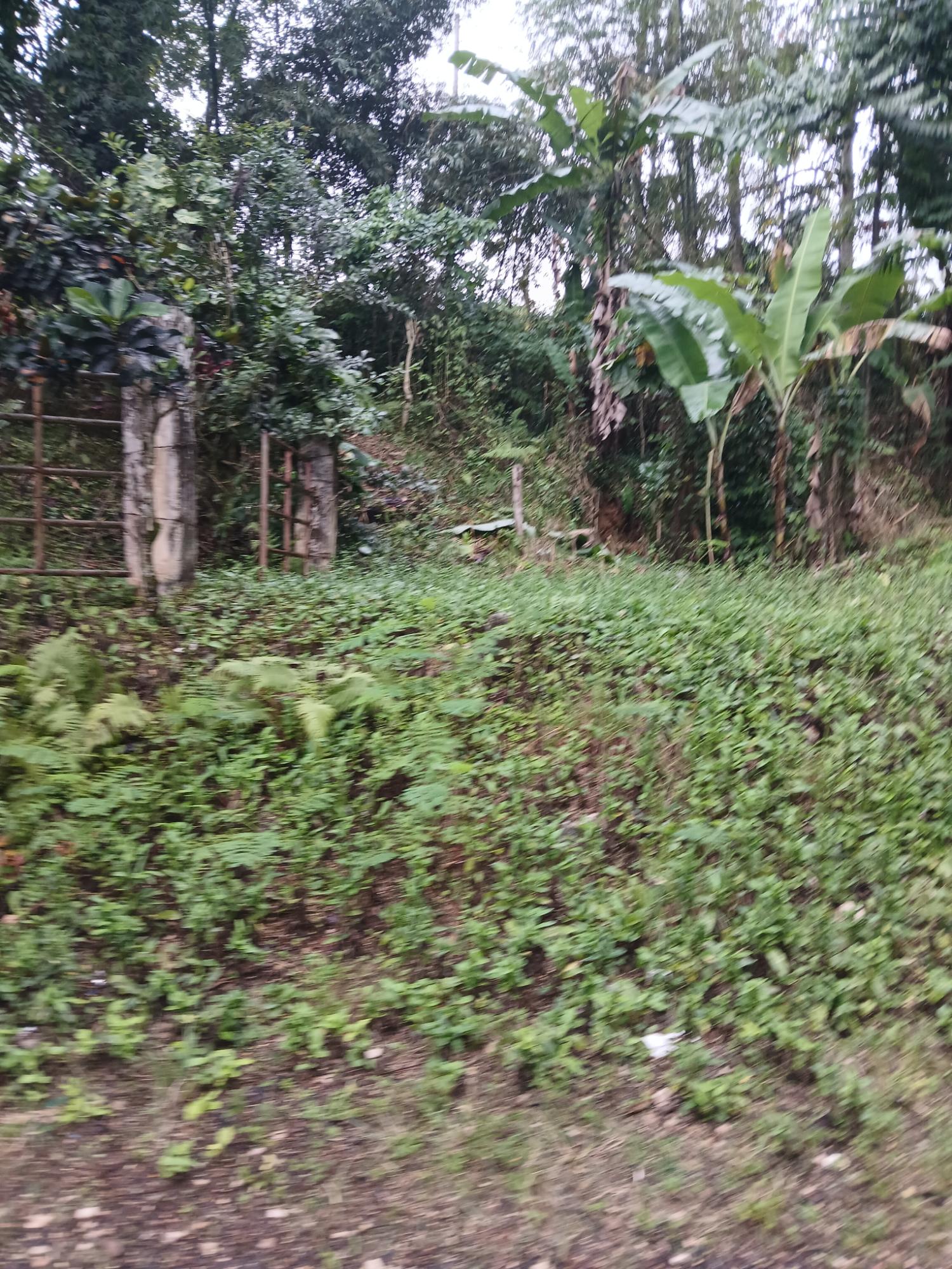 Second image of Ulster Spring in Ulster Spring, Trelawny, Jamaica - property is For Sale