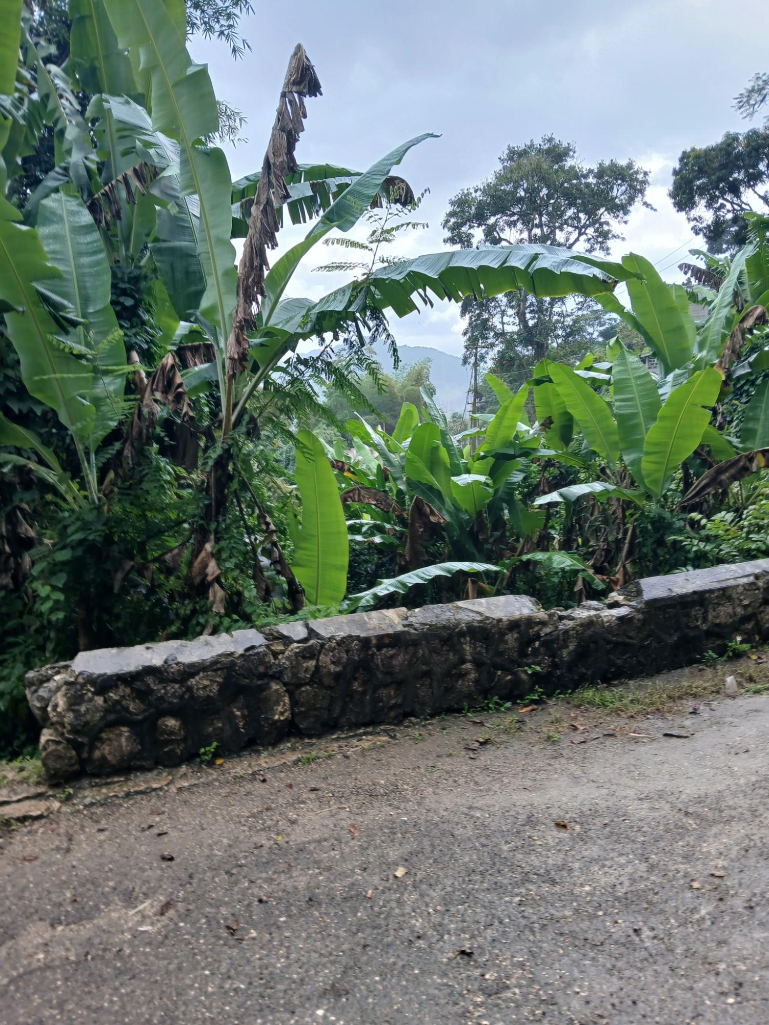 Fourth image of Ulster Spring in Ulster Spring, Trelawny, Jamaica - property is For Sale