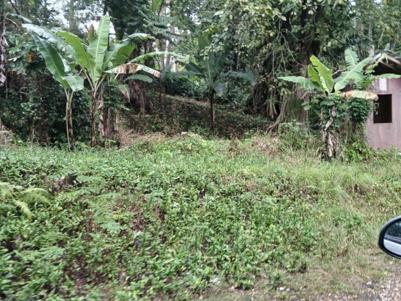 First image of Ulster Spring in Ulster Spring, Trelawny, Jamaica - property is For Sale