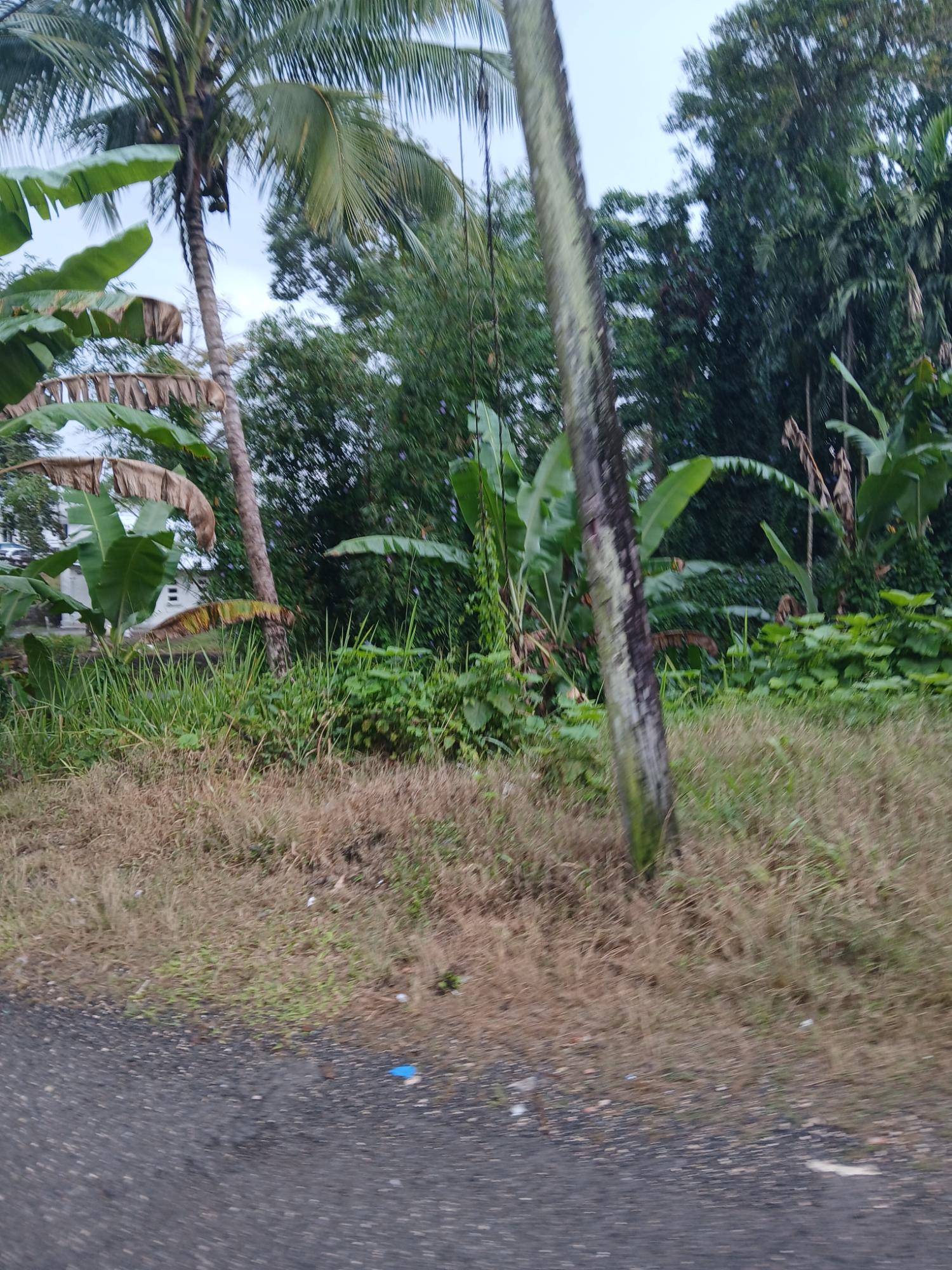 Eighth image of Ulster Spring in Ulster Spring, Trelawny, Jamaica - property is For Sale