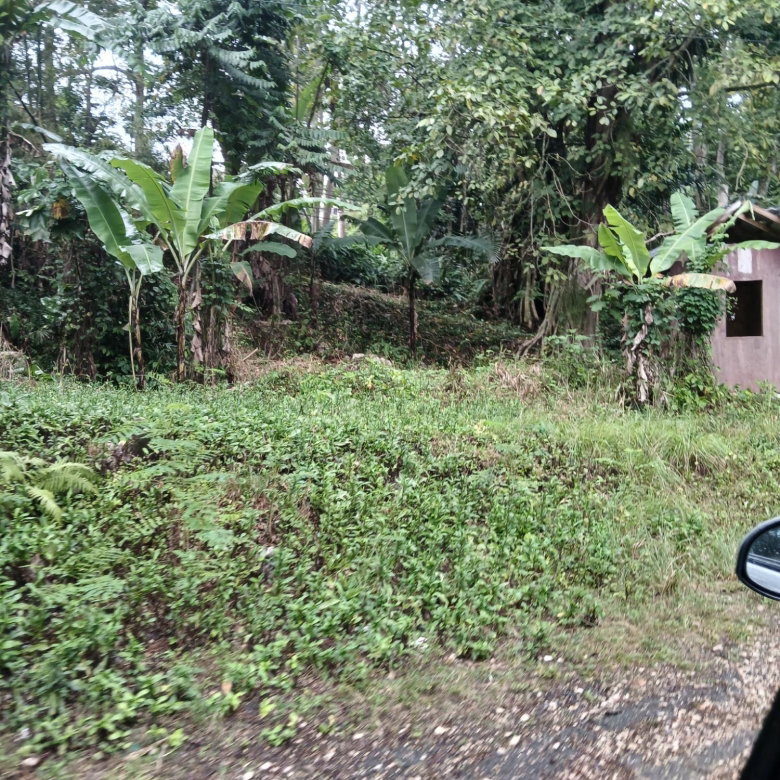 First image of Ulster Spring in Ulster Spring, Trelawny, Jamaica - property is For Sale