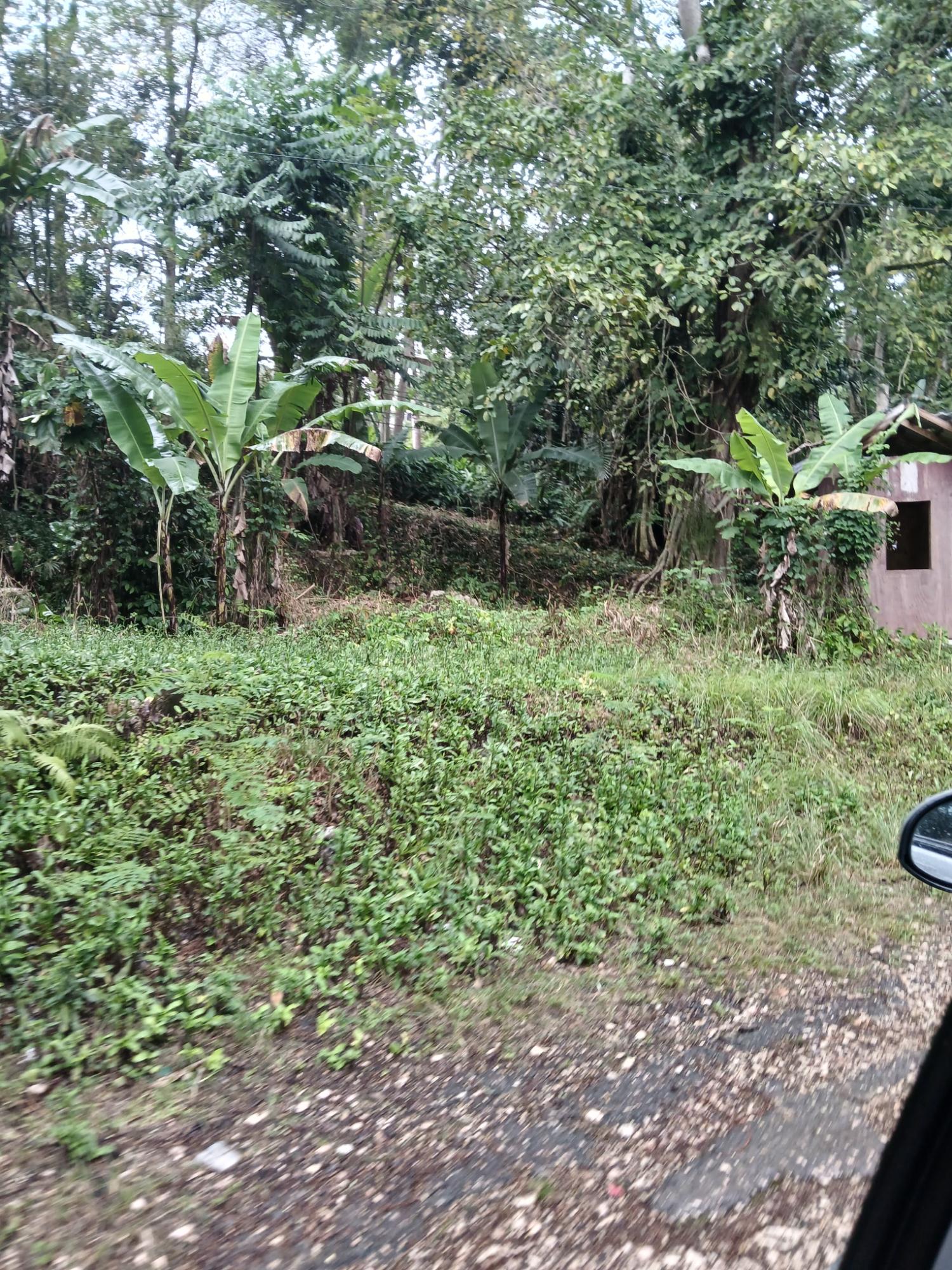 First image of Ulster Spring in Ulster Spring, Trelawny, Jamaica - property is For Sale