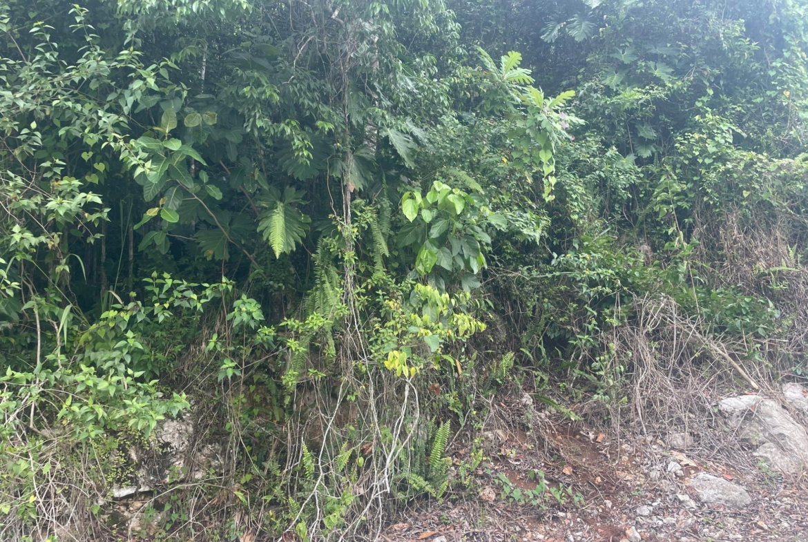 Second image of Lot 1 Coopers Hill in Red Hills, St. Andrew, Jamaica - property is For Sale