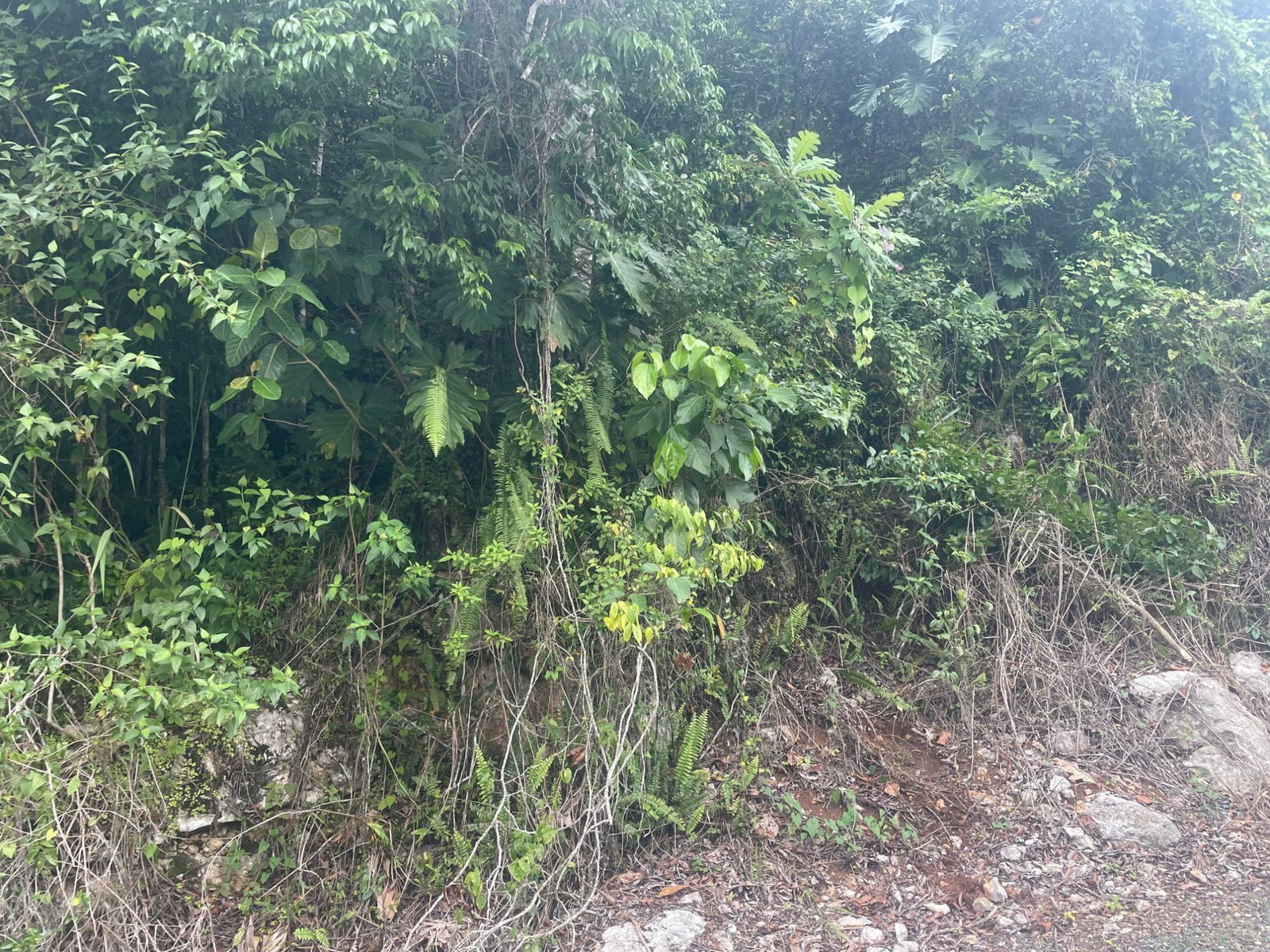 Second image of Lot 1 Coopers Hill in Red Hills, St. Andrew, Jamaica - property is For Sale