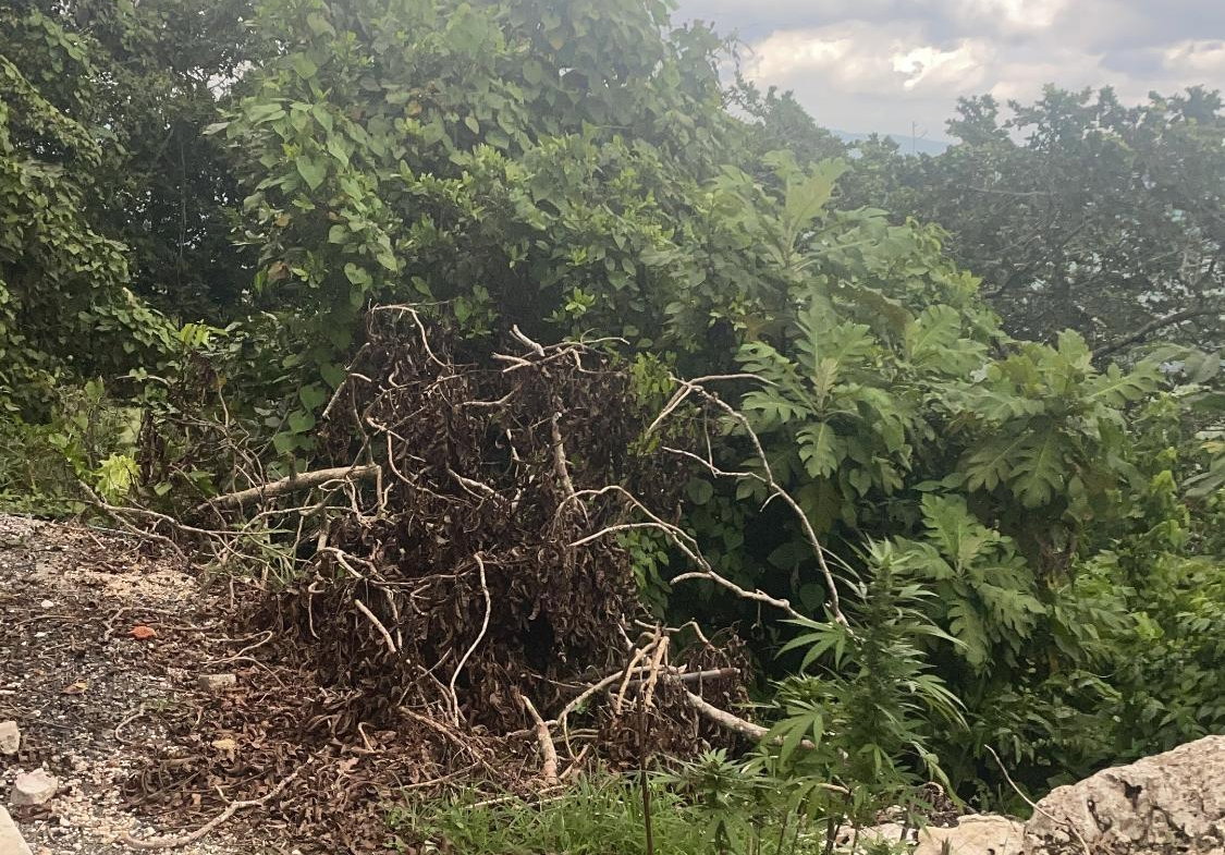 Fourth image of Lot 1 Coopers Hill in Red Hills, St. Andrew, Jamaica - property is For Sale