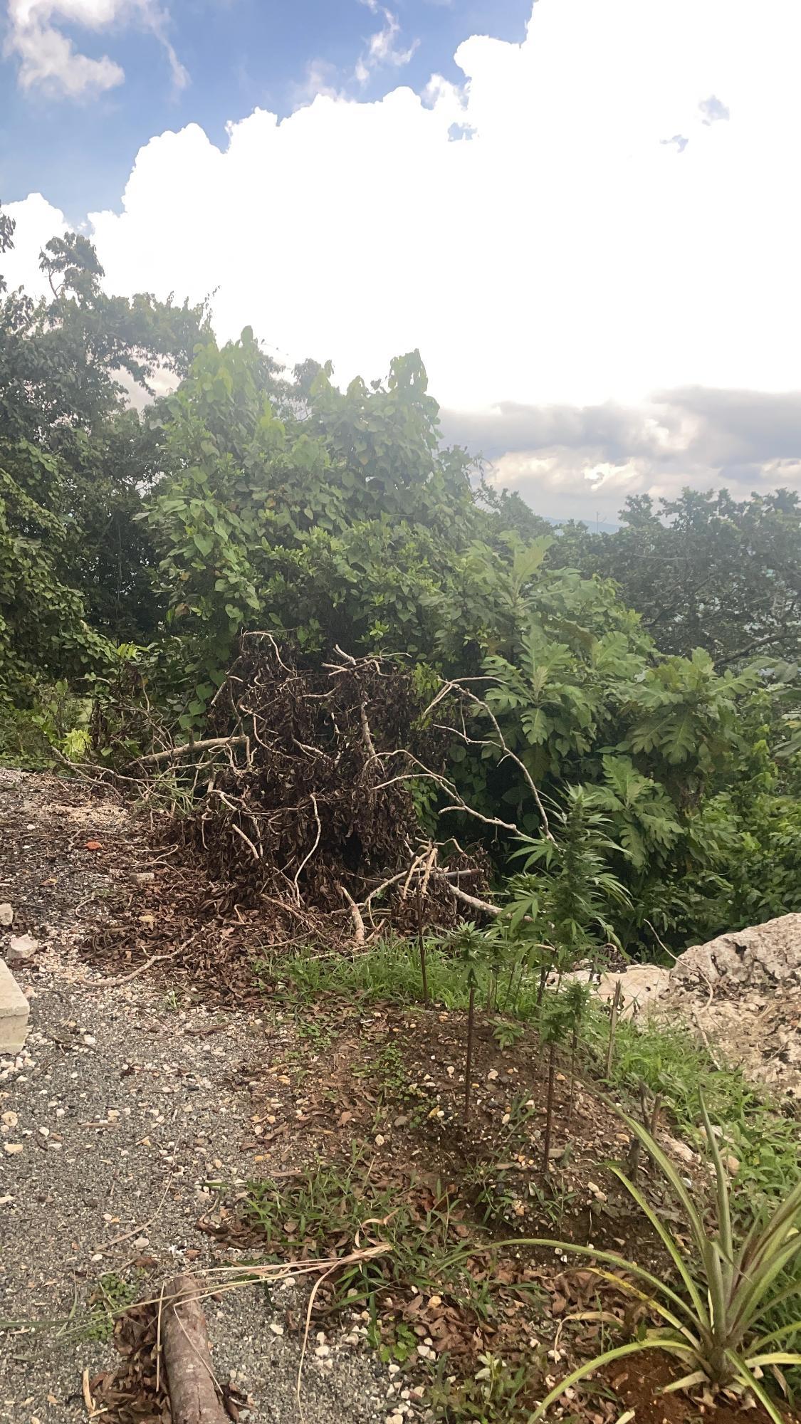 Fourth image of Lot 1 Coopers Hill in Red Hills, St. Andrew, Jamaica - property is For Sale