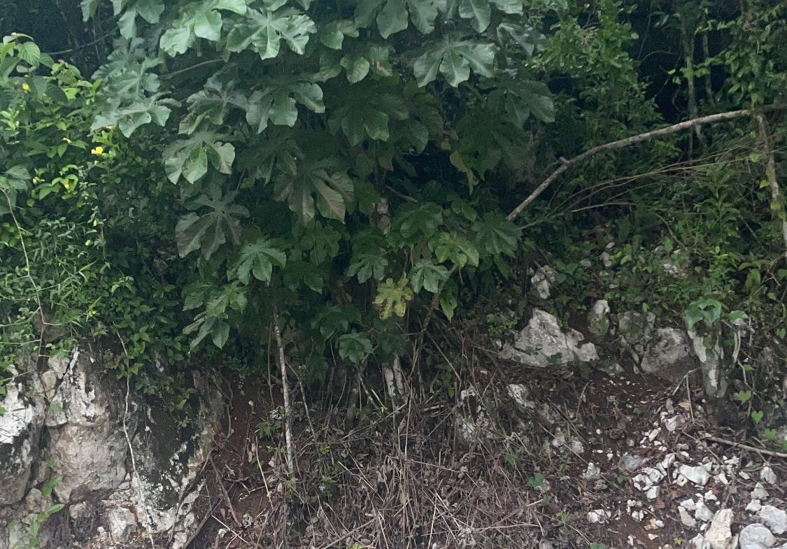 Sixth image of Lot 1 Coopers Hill in Red Hills, St. Andrew, Jamaica - property is For Sale