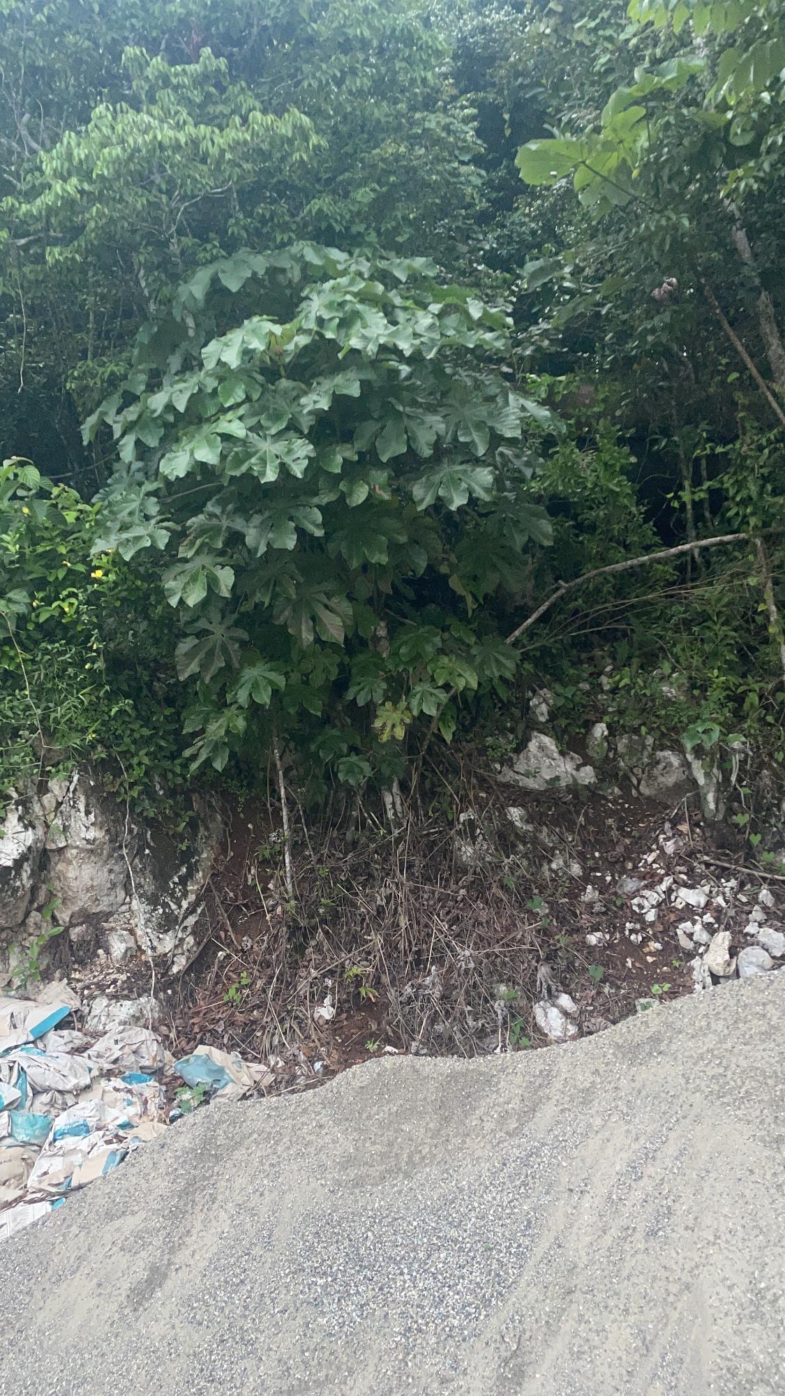 Sixth image of Lot 1 Coopers Hill in Red Hills, St. Andrew, Jamaica - property is For Sale