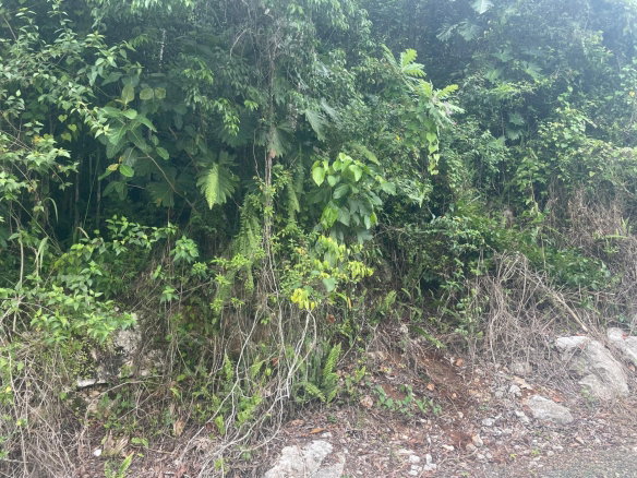 First image of Lot 1 Coopers Hill in Red Hills, St. Andrew, Jamaica - property is For Sale
