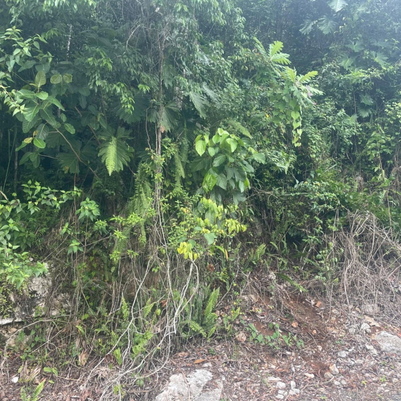 First image of Lot 1 Coopers Hill in Red Hills, St. Andrew, Jamaica - property is For Sale