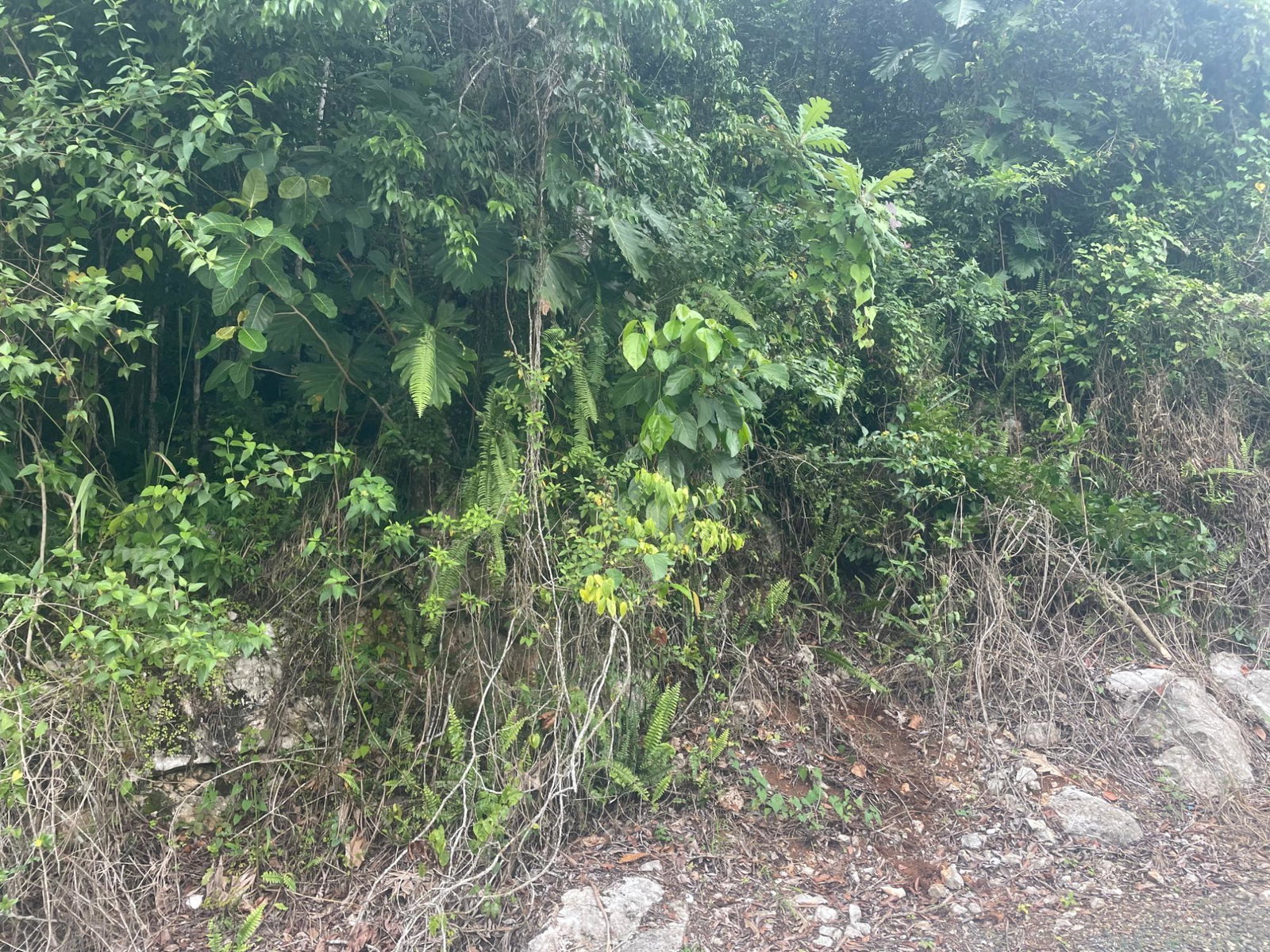 First image of Lot 1 Coopers Hill in Red Hills, St. Andrew, Jamaica - property is For Sale