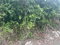 First image of Lot 1 Coopers Hill in Red Hills, St. Andrew, Jamaica - property is For Sale