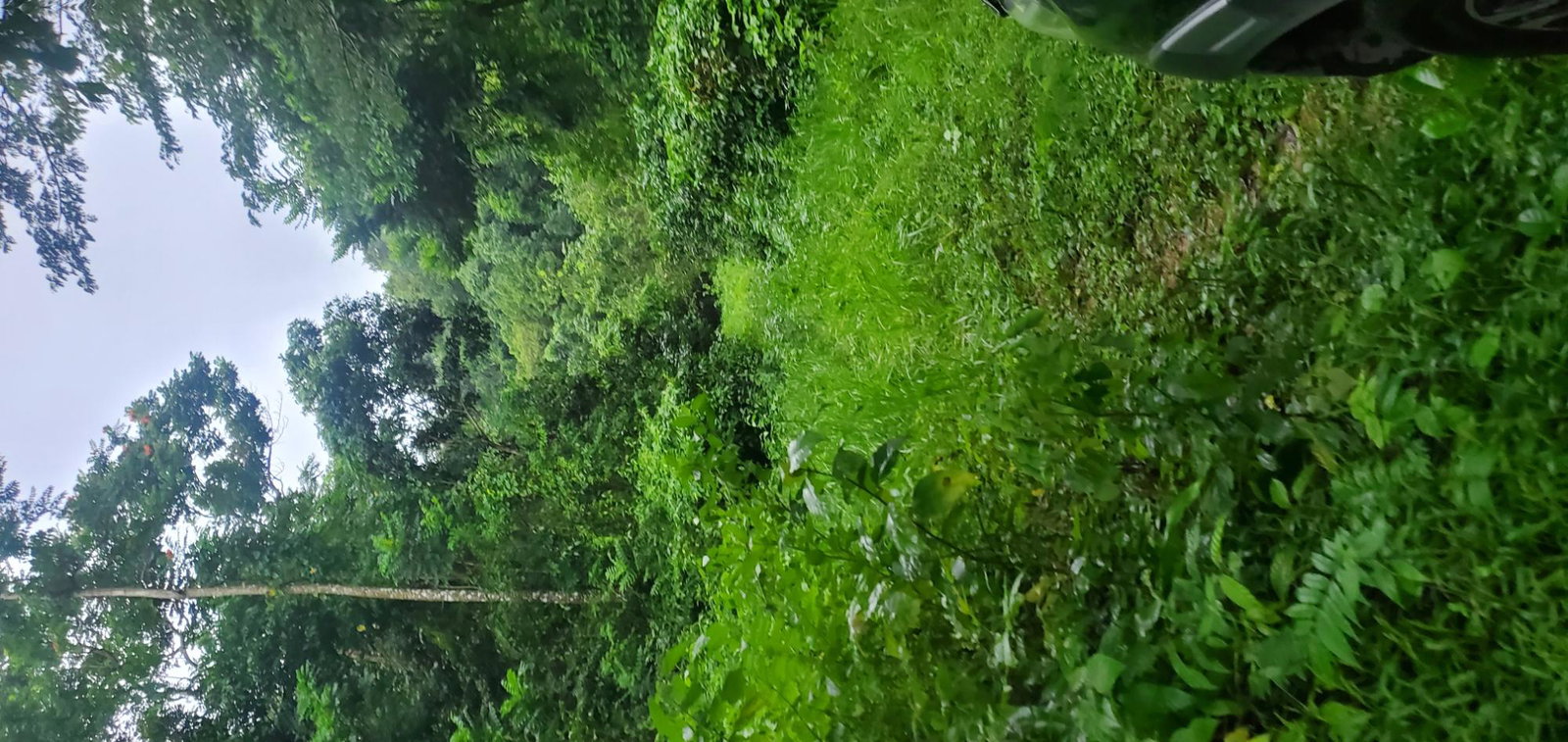 Second image of Arnosvale in Comfort Hall, Manchester, Jamaica - property is For Sale