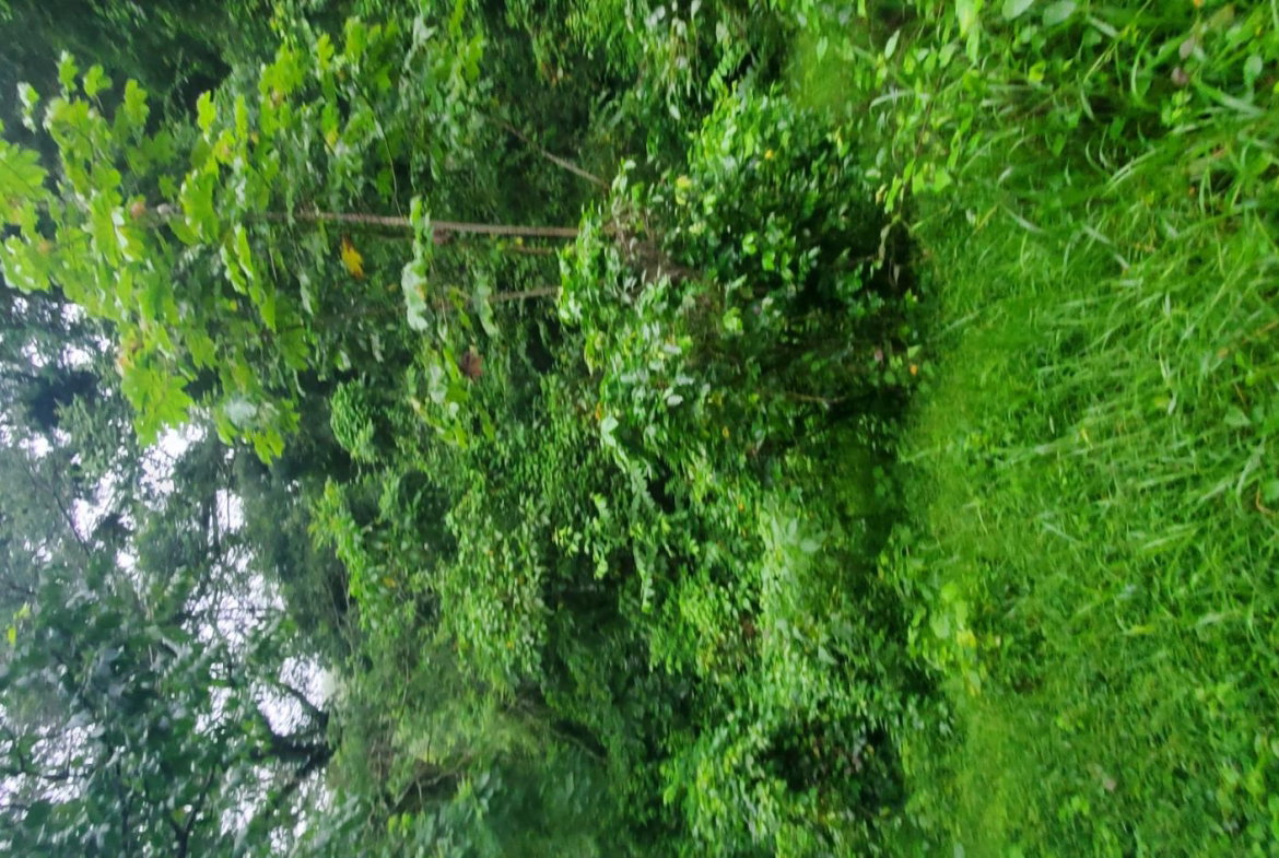 Third image of Arnosvale in Comfort Hall, Manchester, Jamaica - property is For Sale