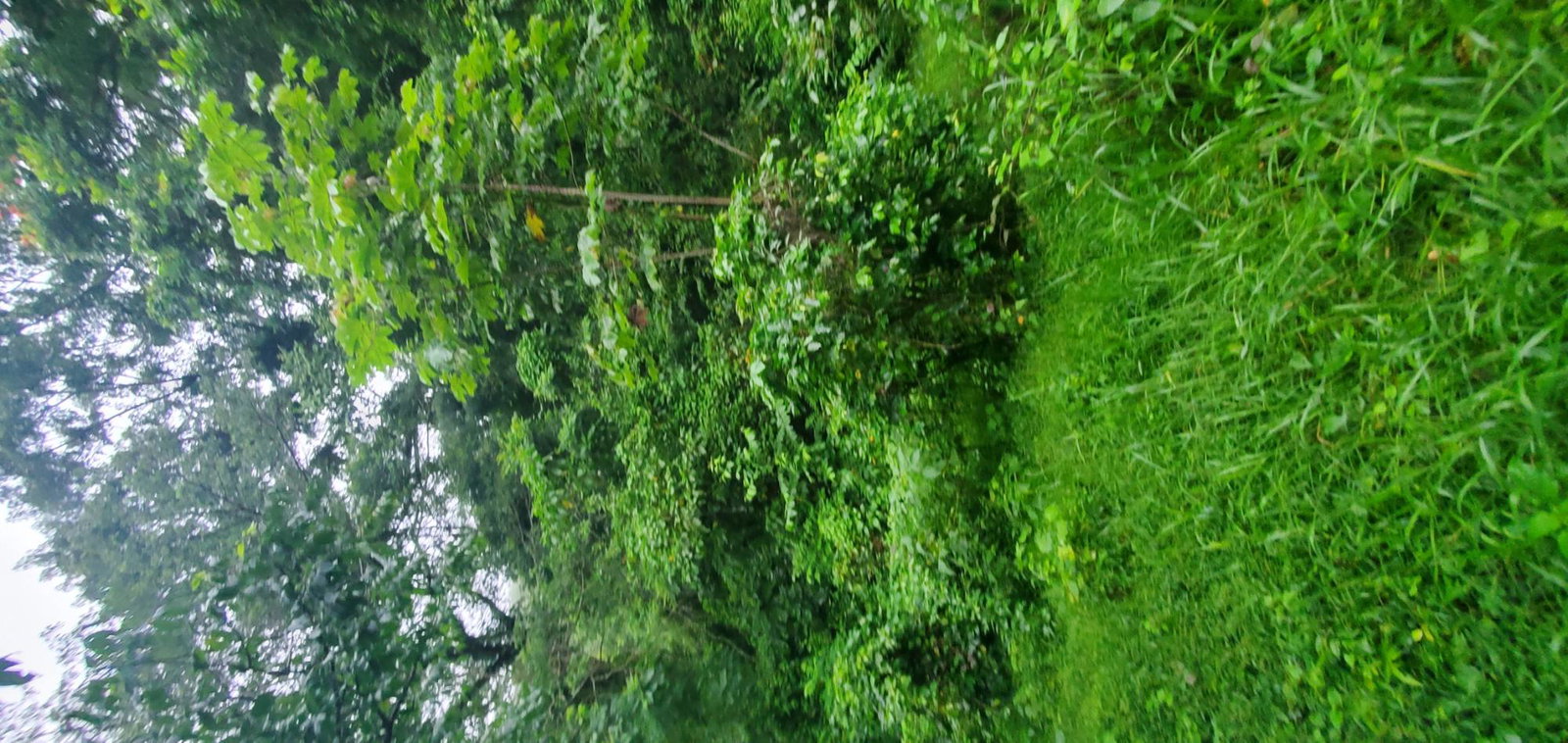 Third image of Arnosvale in Comfort Hall, Manchester, Jamaica - property is For Sale