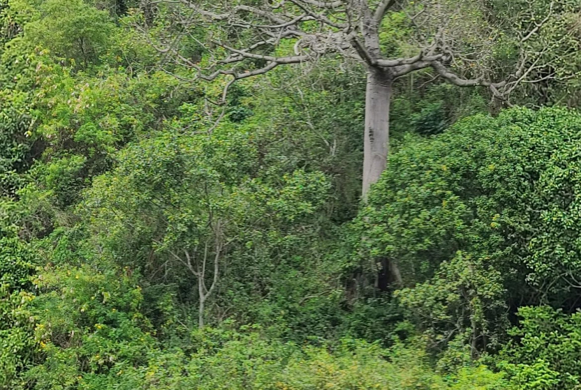 Fourth image of East Kirkland Heights in Red Hills, St. Andrew, Jamaica - property is For Sale