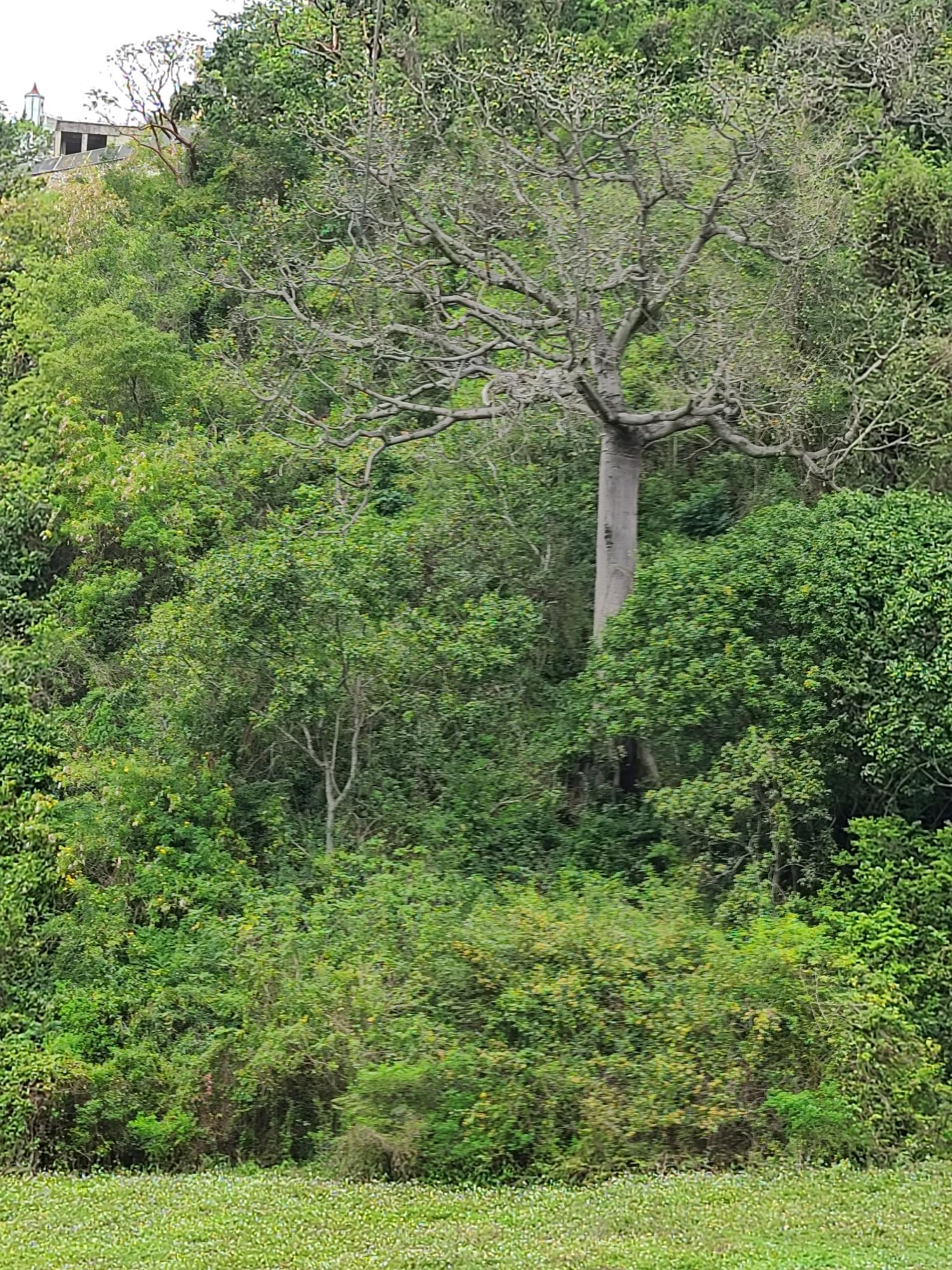 Development-Land-for-Sale-in-East-Kirkland-Heights-St.-Andrew-Jamaica Fourth image of East Kirkland Heights in Red Hills, St. Andrew, Jamaica - property is For Sale