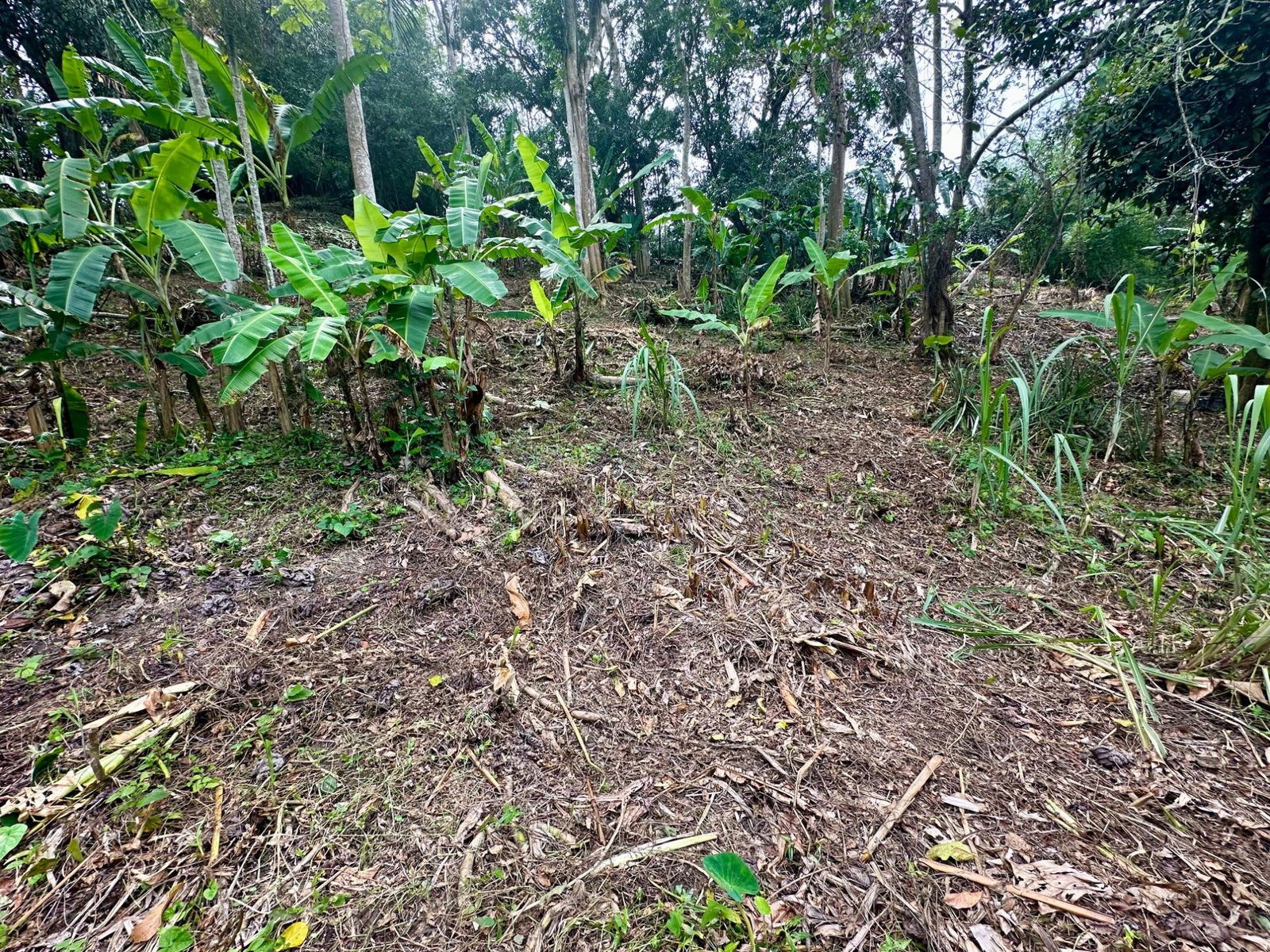 Second image of 82 Golden Spring in Kingston 9, St. Andrew, Jamaica - property is For Sale