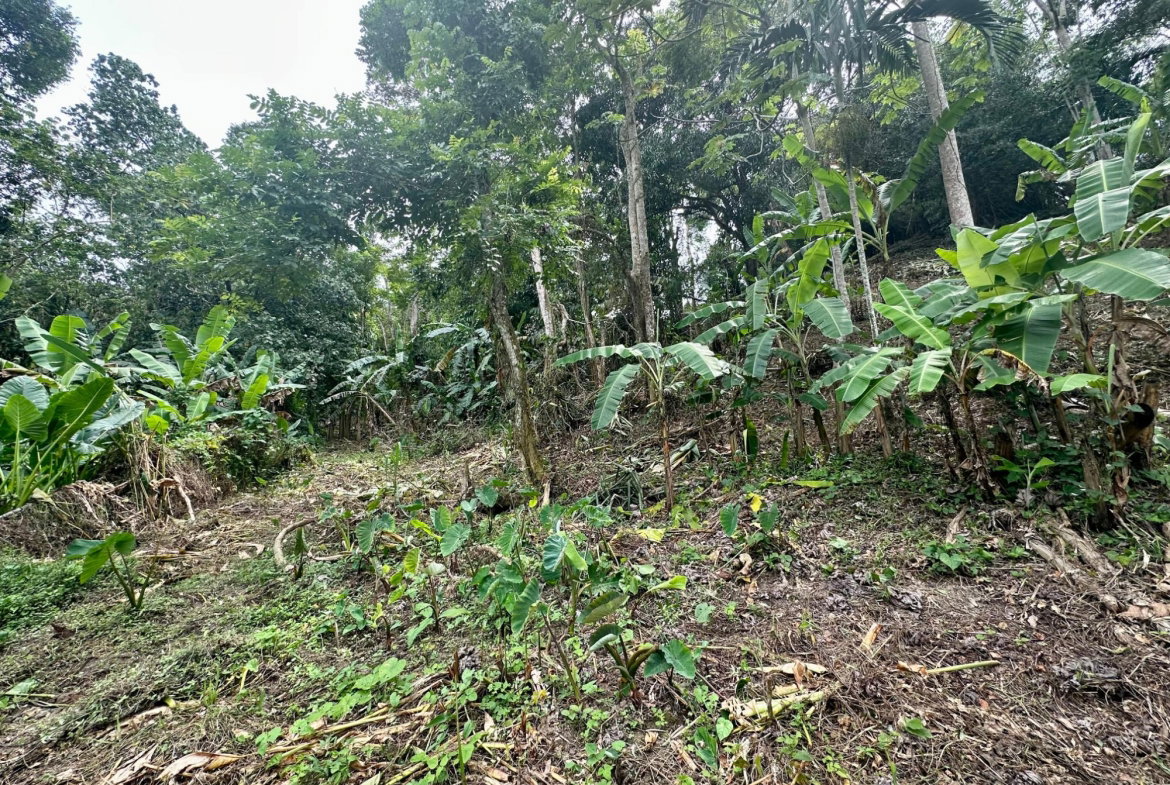 First image of 82 Golden Spring in Kingston 9, St. Andrew, Jamaica - property is For Sale