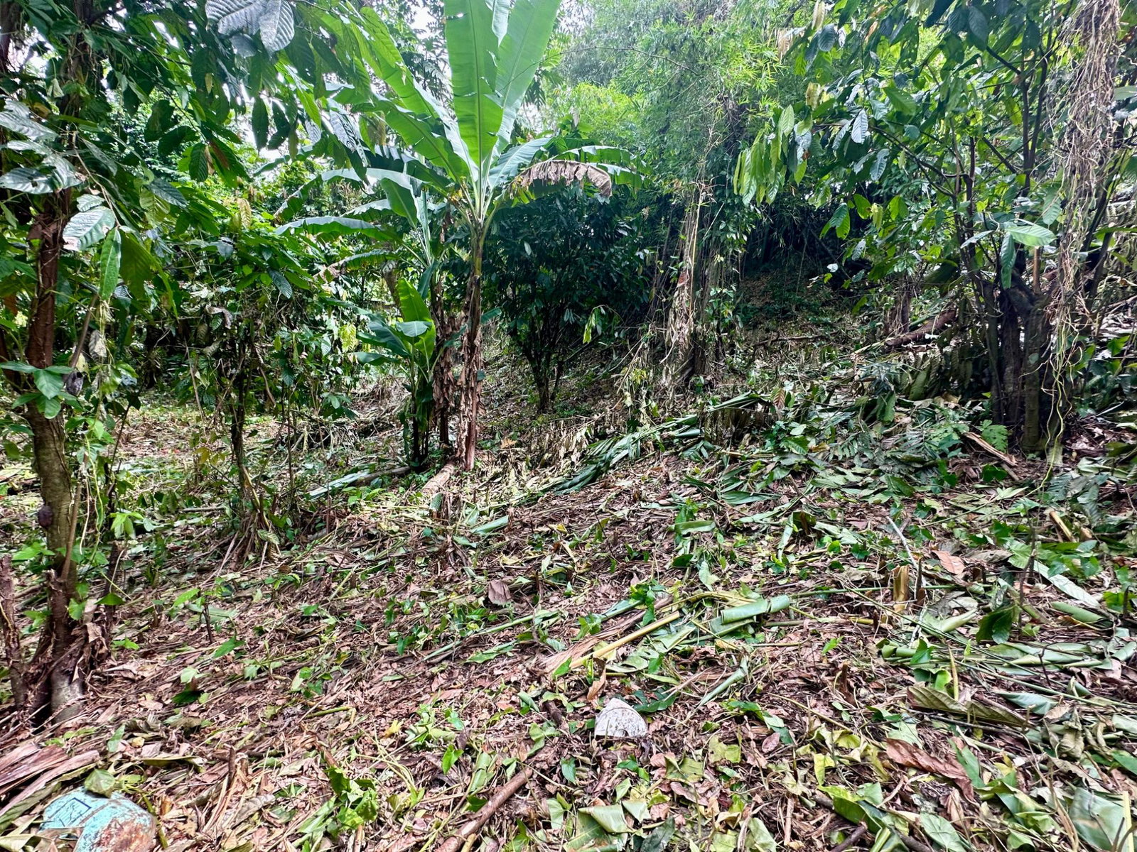 Fourth image of 82 Golden Spring in Kingston 9, St. Andrew, Jamaica - property is For Sale