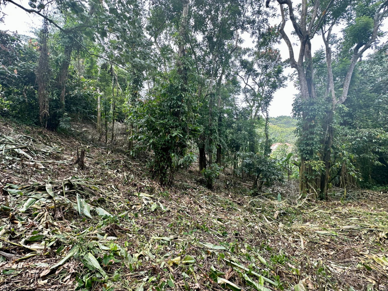 Fifth image of 82 Golden Spring in Kingston 9, St. Andrew, Jamaica - property is For Sale