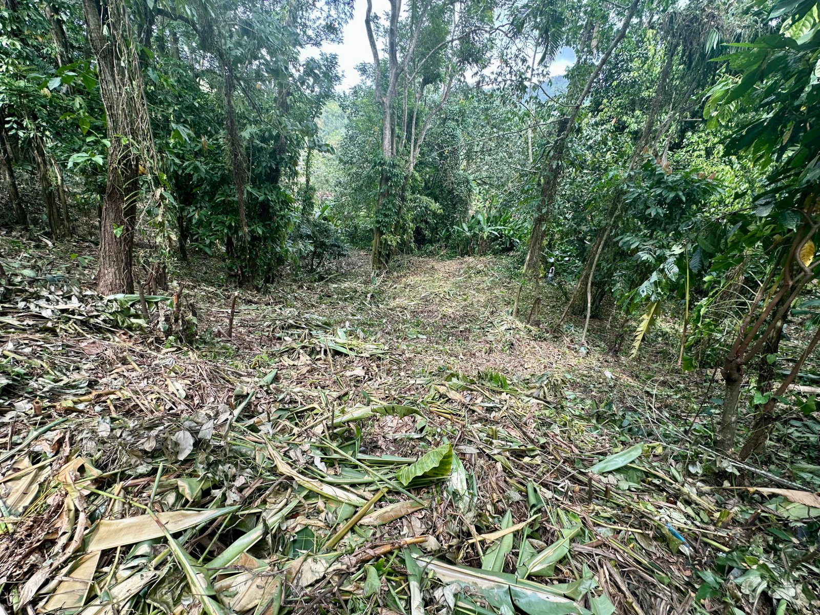 Sixth image of 82 Golden Spring in Kingston 9, St. Andrew, Jamaica - property is For Sale