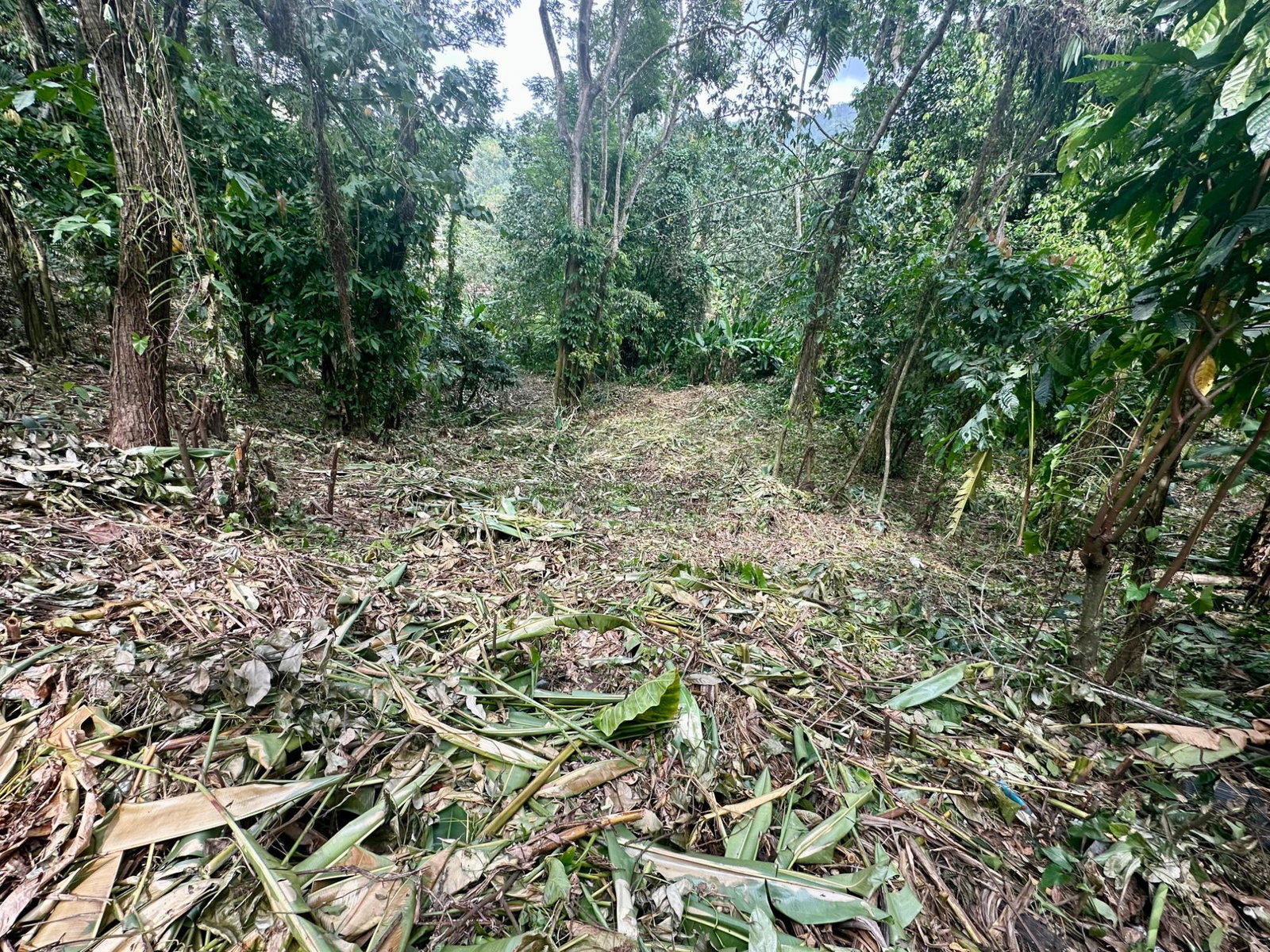 Seventh image of 82 Golden Spring in Kingston 9, St. Andrew, Jamaica - property is For Sale