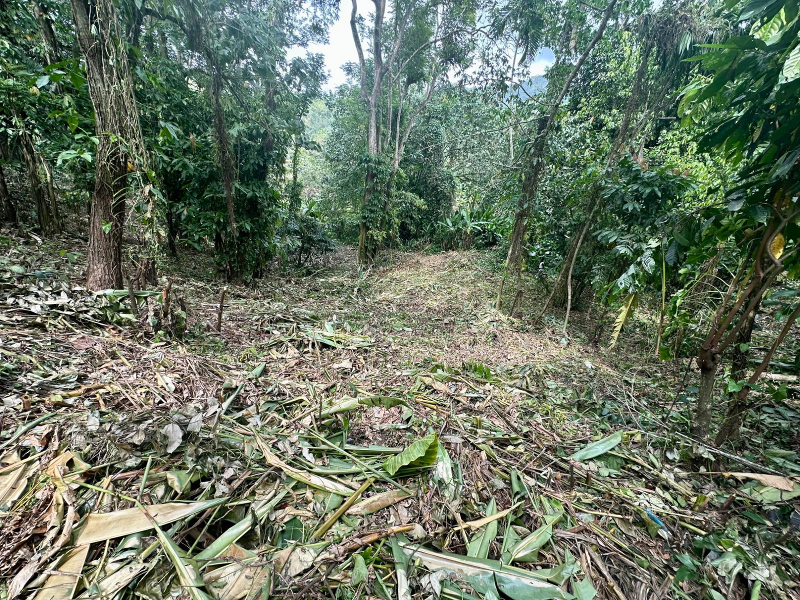 Eighth image of 82 Golden Spring in Kingston 9, St. Andrew, Jamaica - property is For Sale
