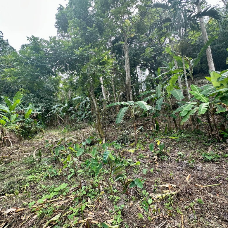 First image of 82 Golden Spring in Kingston 9, St. Andrew, Jamaica - property is For Sale