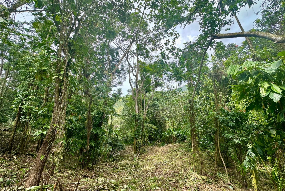 Ninth image of 82 Golden Spring in Kingston 9, St. Andrew, Jamaica - property is For Sale
