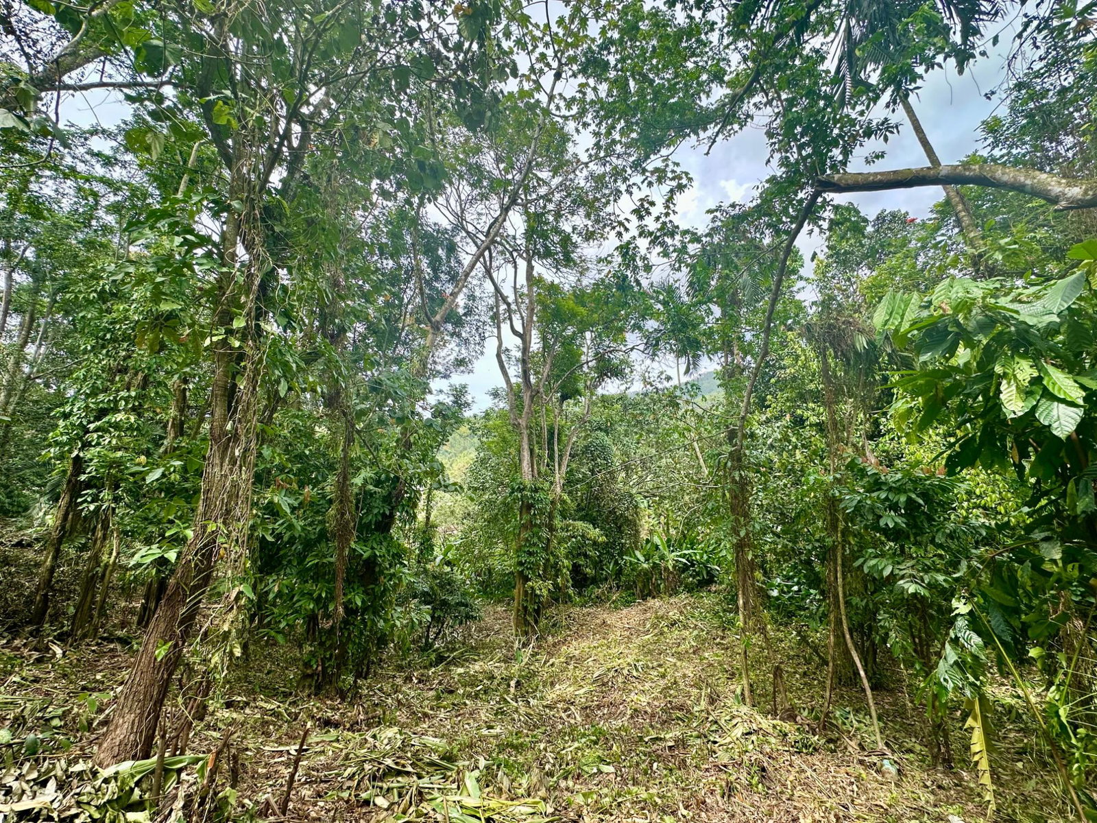 Ninth image of 82 Golden Spring in Kingston 9, St. Andrew, Jamaica - property is For Sale