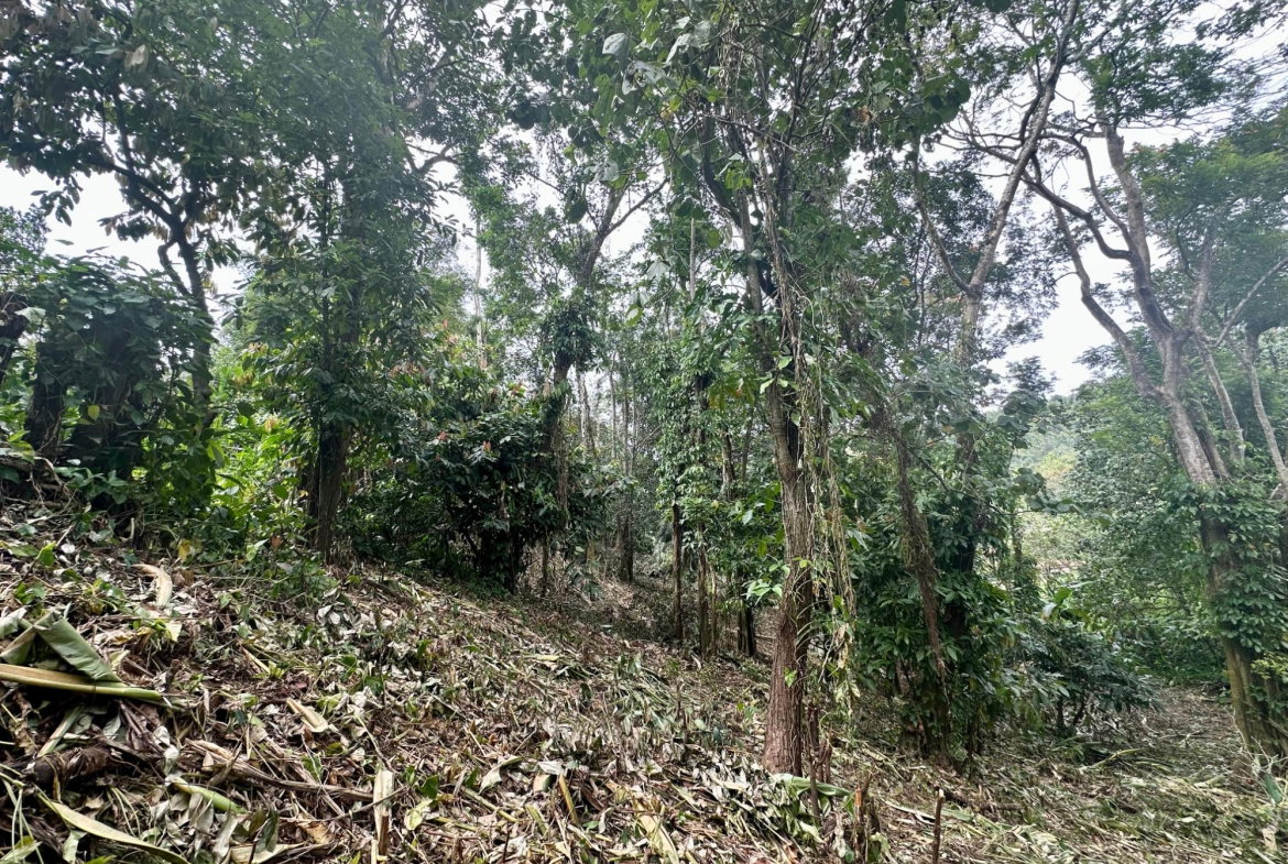 Tenth image of 82 Golden Spring in Kingston 9, St. Andrew, Jamaica - property is For Sale
