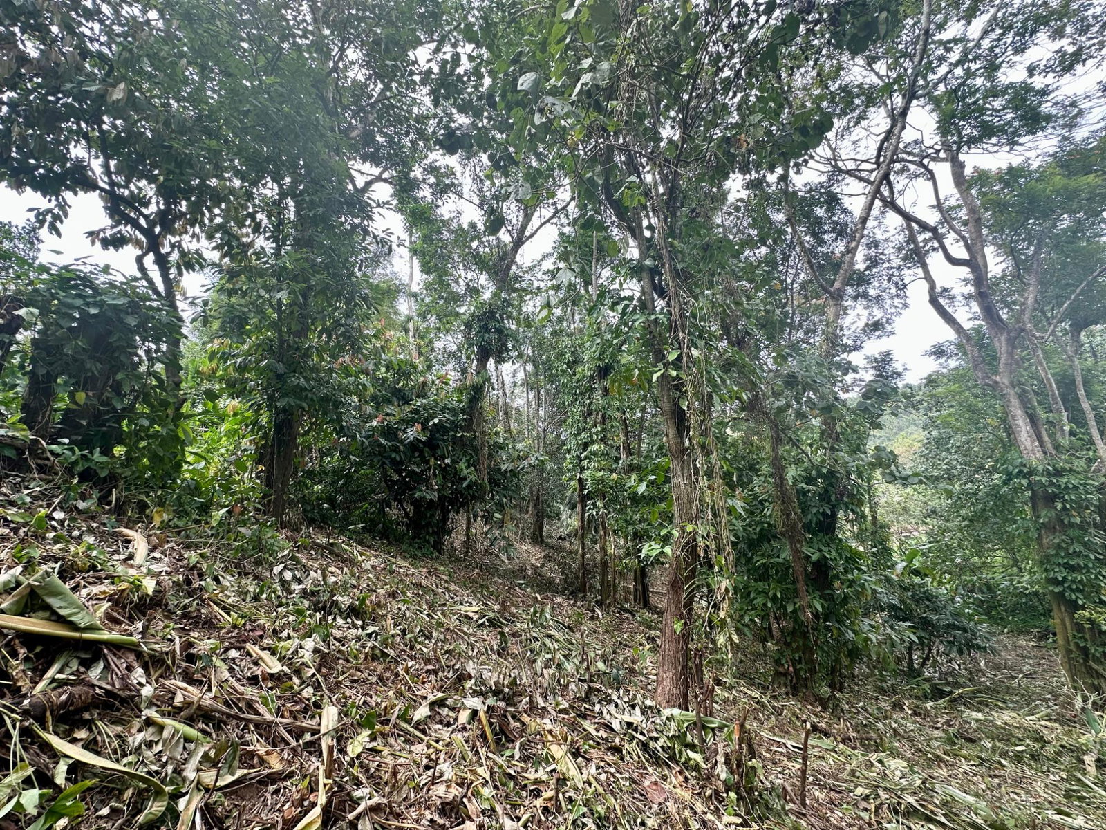 Tenth image of 82 Golden Spring in Kingston 9, St. Andrew, Jamaica - property is For Sale