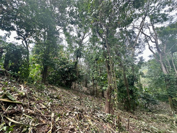 Tenth image of 82 Golden Spring in Kingston 9, St. Andrew, Jamaica - property is For Sale