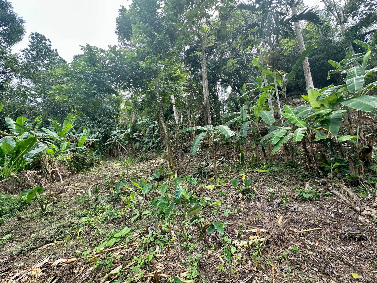 First image of 82 Golden Spring in Kingston 9, St. Andrew, Jamaica - property is For Sale
