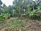 First image of 82 Golden Spring in Kingston 9, St. Andrew, Jamaica - property is For Sale