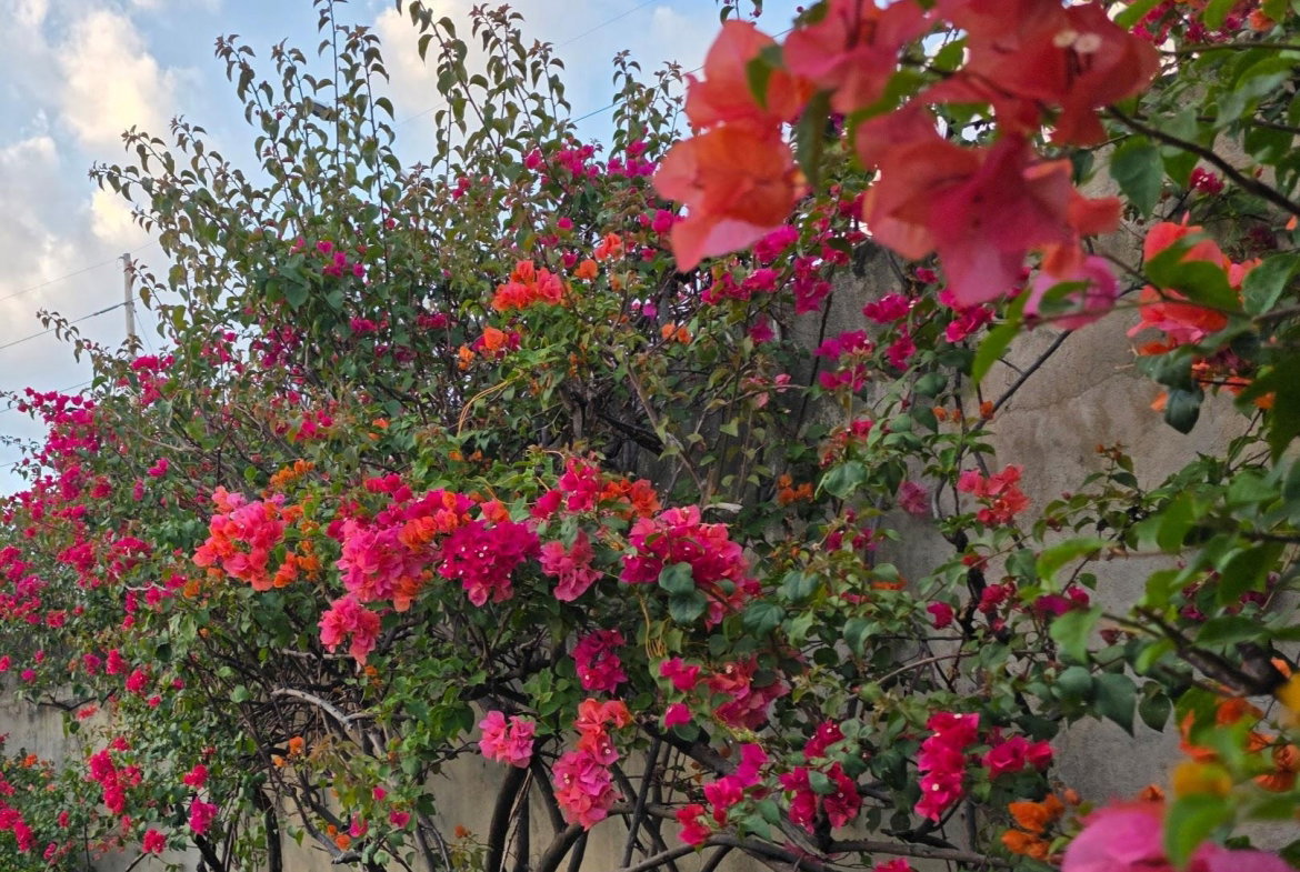 Fifth image of 11- 107 Hope Road, Kingston 6 in Kingston 6, St. Andrew, Jamaica - property is For Rent