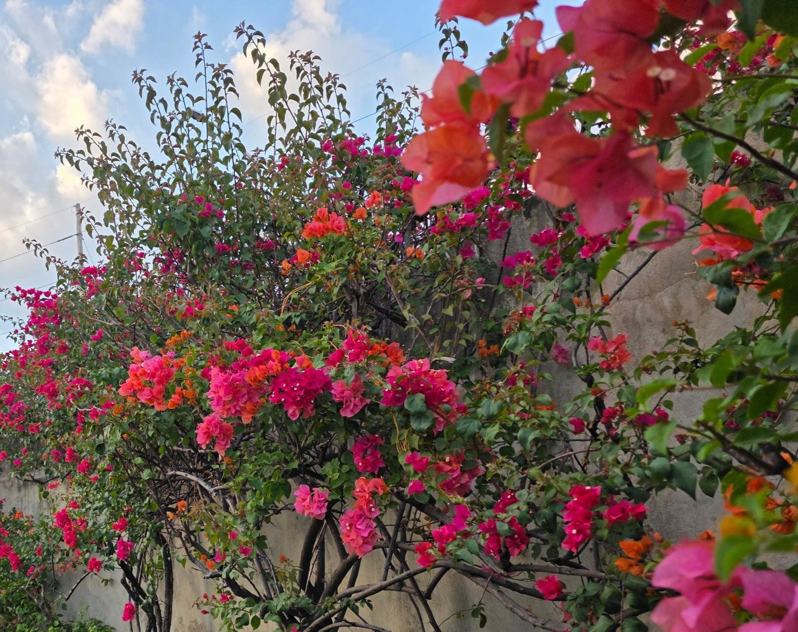 Elegant-2-Bedroom-Townhouse-for-Rent-in-Liguanea-Kingston-6 Fifth image of 11- 107 Hope Road, Kingston 6 in Kingston 6, St. Andrew, Jamaica - property is For Rent