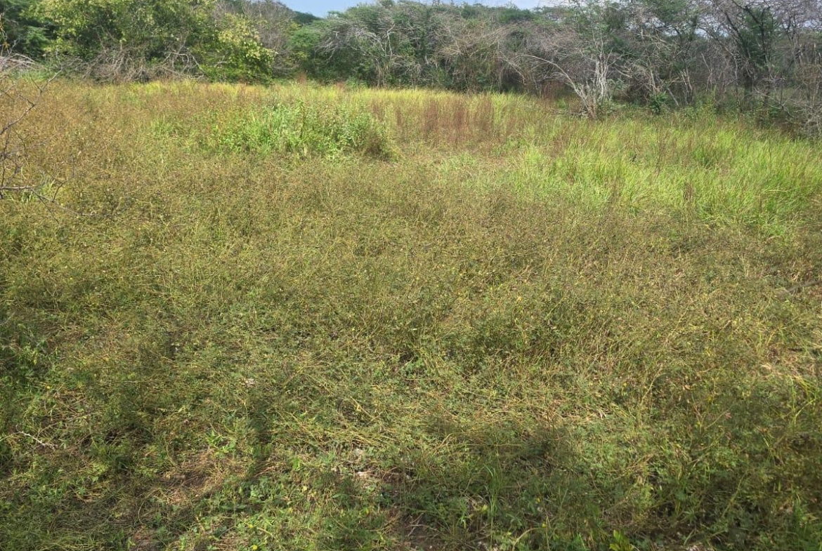Ninth image of Lot 160- Creek Street, Hartlands, in Hartlands, St. Catherine, Jamaica - property is For Sale
