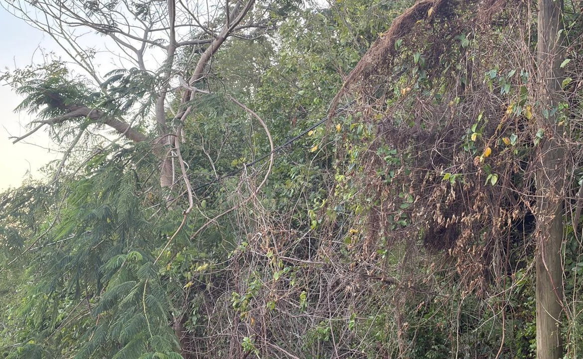 Tenth image of Green Glebe Mountain, Red in Red Hills, St. Andrew, Jamaica - property is For Sale