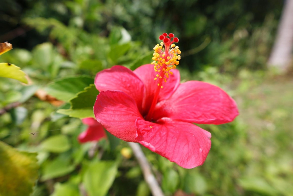 Twenty-Seventh image of 21 Norwich, Portland in Port Antonio, Portland, Jamaica - property is For Sale