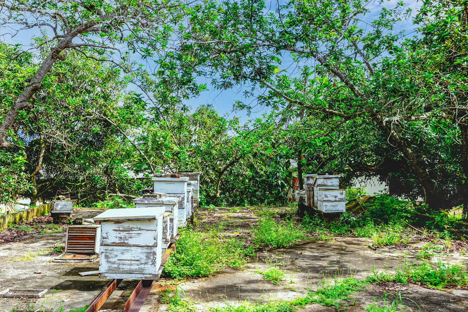 Fourth image of 20 Ewarton St. Catherine in Ewarton, St. Catherine, Jamaica - property is For Sale