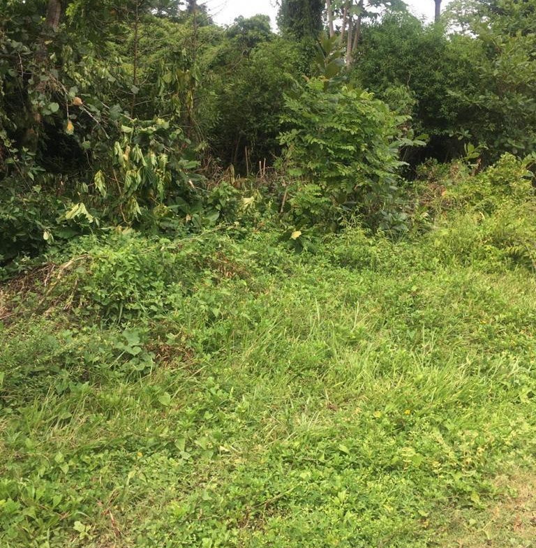 Second image of Lot 87 Little Spring Garden in St. Margaret's Bay, Portland, Jamaica - property is For Sale
